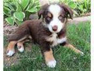 Miniature Australian Shepherd Puppy for sale in Blomkest, MN, USA