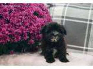 Buggs Puppy for sale in Warsaw, IN, USA