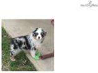 Australian Shepherd Puppy for sale in Tulsa, OK, USA