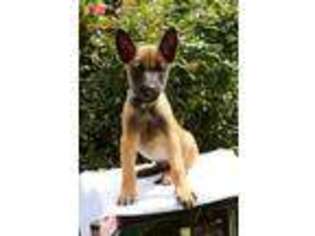 Belgian Malinois Puppy for sale in Odessa, DE, USA