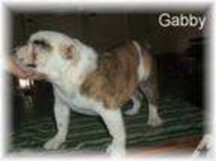 Bulldog Puppy for sale in SEYMOUR, IN, USA