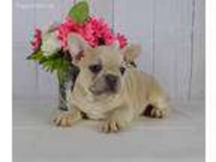 French Bulldog Puppy for sale in Arcola, IL, USA