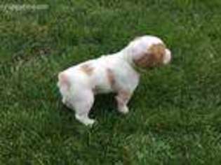 Brittany Puppy for sale in Hastings, MN, USA