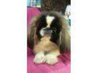 Pekingese Puppy for sale in Louisville, OH, USA