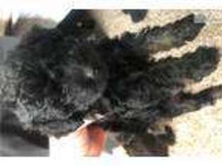 Schnoodle (Standard) Puppy for sale in Salt Lake City, UT, USA