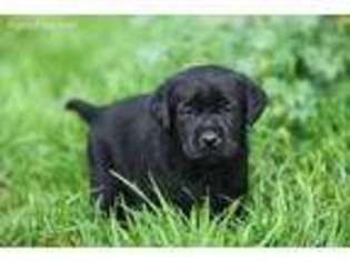 Labrador Retriever Puppy for sale in Buckeye, AZ, USA