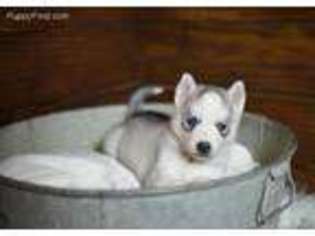 Siberian Husky Puppy for sale in Collinsville, OK, USA