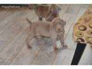 Weimaraner Puppy for sale in Buncombe, IL, USA