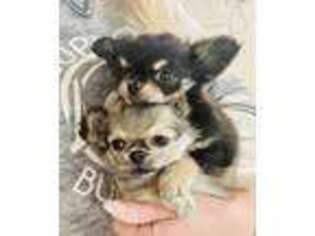 Chihuahua Puppy for sale in Rye, NH, USA