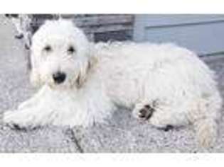 Goldendoodle Puppy for sale in Beaverton, OR, USA