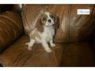 Cavalier King Charles Spaniel Puppy for sale in Fayetteville, AR, USA