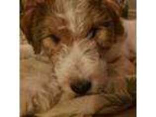 Mutt Puppy for sale in Jacksonville, NC, USA