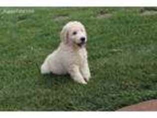 Goldendoodle Puppy for sale in Byers, CO, USA
