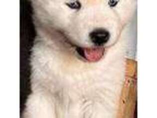 Siberian Husky Puppy for sale in Westland, MI, USA