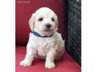Labradoodle Puppy for sale in New Paris, IN, USA
