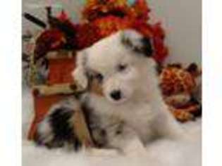 Miniature Australian Shepherd Puppy for sale in Hume, VA, USA