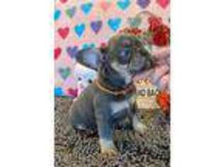 French Bulldog Puppy for sale in Dewey, OK, USA