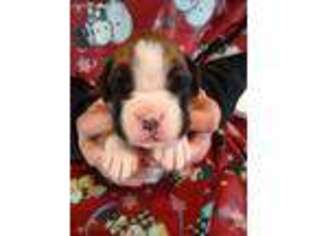 Boxer Puppy for sale in Pepperell, MA, USA