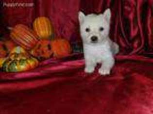 Shiba Inu Puppy for sale in Waldron, AR, USA