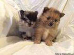 Pomeranian Puppy for sale in Canton, CT, USA