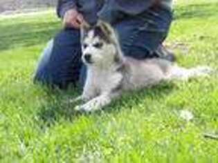 Siberian Husky Puppy for sale in Pittsfield, IL, USA