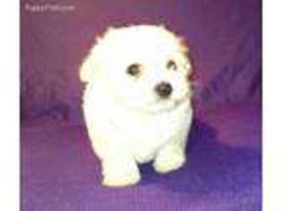 Maltese Puppy for sale in Saint Francisville, LA, USA