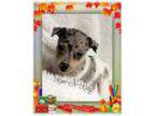 Harlequin Pinscher Puppy for sale in Texarkana, AR, USA