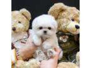 Maltese Puppy for sale in Grass Lake, MI, USA