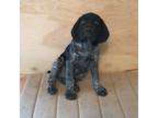 German Shorthaired Pointer Puppy for sale in Leander, TX, USA