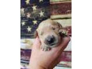 Golden Retriever Puppy for sale in Penhook, VA, USA