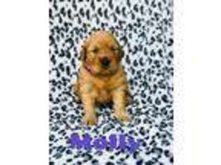 Golden Retriever Puppy for sale in Pauls Valley, OK, USA