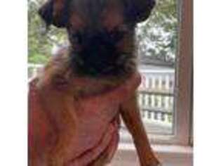 Brussels Griffon Puppy for sale in Powhatan, VA, USA