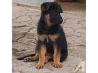 German Shepherd Dog Puppy for sale in BROWNSVILLE, TX, USA