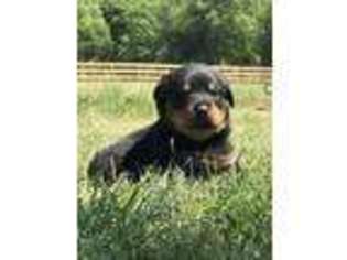 Rottweiler Puppy for sale in Aiken, SC, USA