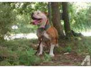 Olde English Bulldogge Puppy for sale in NAVASOTA, TX, USA