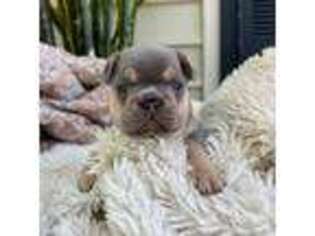 French Bulldog Puppy for sale in Easley, SC, USA