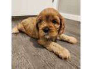 Cavapoo Puppy for sale in Bixby, OK, USA