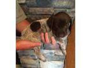 German Shorthaired Pointer Puppy for sale in Newville, PA, USA