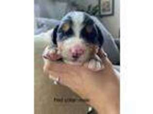 Bernese Mountain Dog Puppy for sale in Emmett, ID, USA