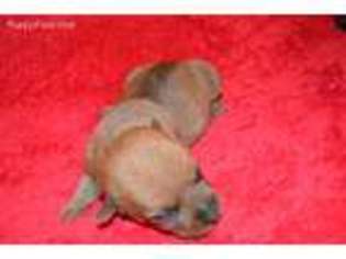 Australian Terrier Puppy for sale in Willard, OH, USA