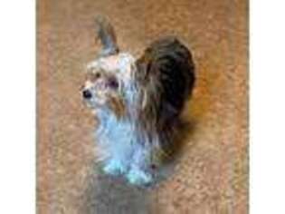 Yorkshire Terrier Puppy for sale in Roanoke, IN, USA