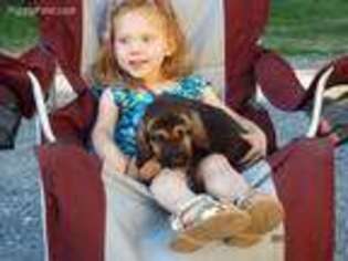 Bloodhound Puppy for sale in Kearneysville, WV, USA