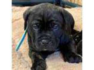 Cane Corso Puppy for sale in Charlotte, MI, USA