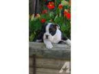 Bulldog Puppy for sale in BELLEFONTAINE, OH, USA