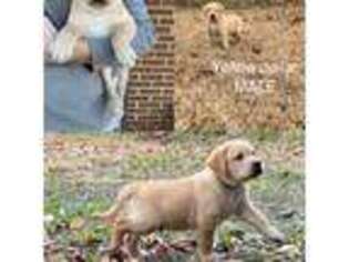 Labrador Retriever Puppy for sale in Lanexa, VA, USA