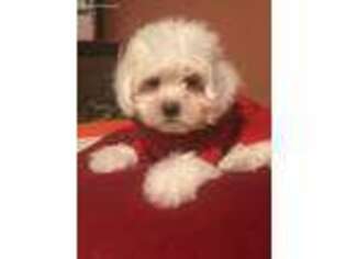 Maltese Puppy for sale in Merrillville, IN, USA