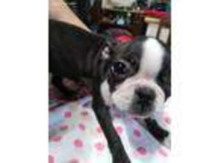 Boston Terrier Puppy for sale in Hollsopple, PA, USA
