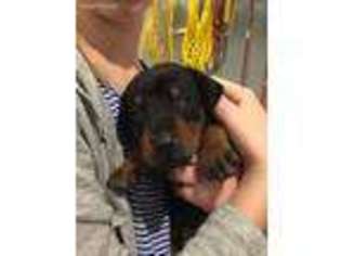 Doberman Pinscher Puppy for sale in Columbia, MO, USA