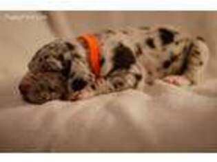 Great Dane Puppy for sale in Waco, TX, USA