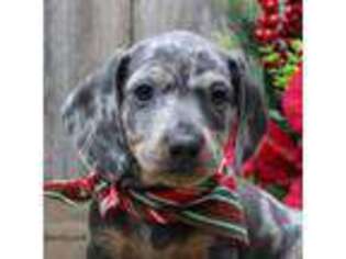 Dachshund Puppy for sale in Mountain Home, AR, USA